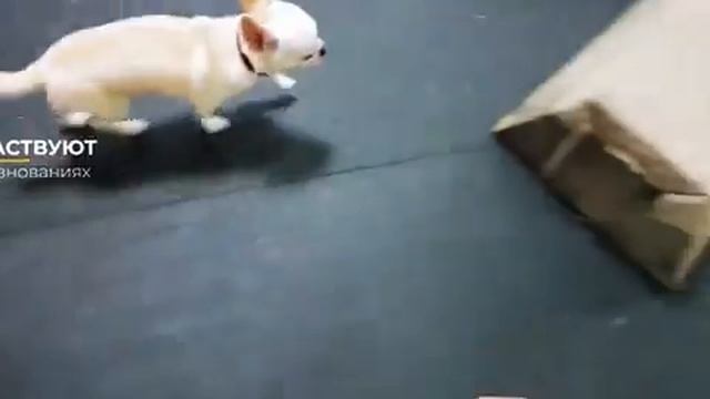 Kennel 