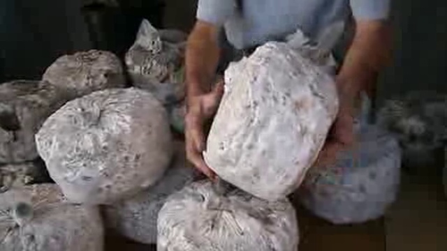 Шиитаке выращивание в домашних условиях смотреть онлайн