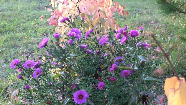 Топ осенних цветов. Релакс- цветы смотреть онлайн