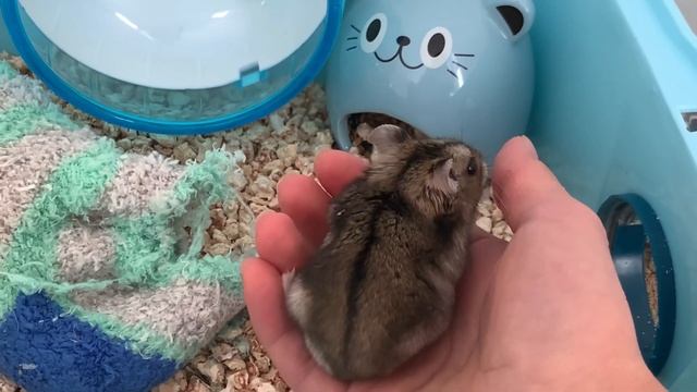 Как уговорить родителей купить Хомяков!!! ￼ смотреть онлайн