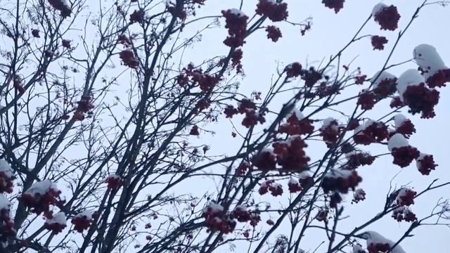 Жуковы// Хомячки живут отлично, лучше, чем дети... // Обзор видео// смотреть онлайн