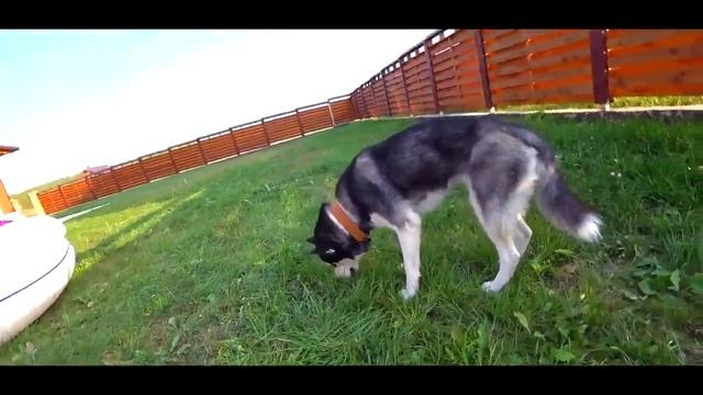 ХАСКИ СТАЩИЛА ВЕСЬ ШОКОЛАД В ДОМЕ! ПРОБУЕМ СЛАДОСТИ ДЛЯ СОБАК! ШОКОЛАД И ПЕЧЕНЬЕ ДЛЯ ЖИВОТНЫХ! смотреть онлайн