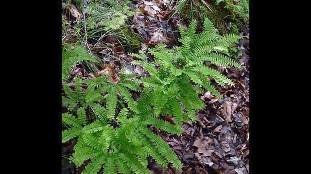 АДИАНТУМ (ADIANTHUM) Папоротник сем. Адиантовые смотреть онлайн