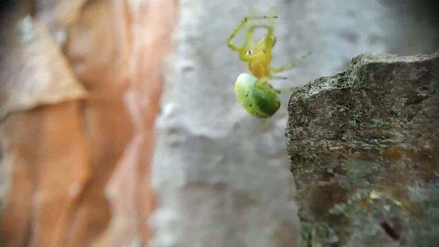 Паук Араниелла тыквообразная (araniella cucurbitina) смотреть онлайн