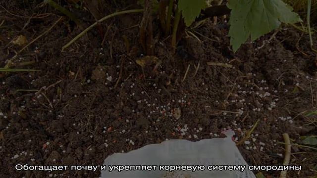 Выбор подкормки для смородины весной: чем и как удобрять кусты для хорошего урожая смотреть онлайн