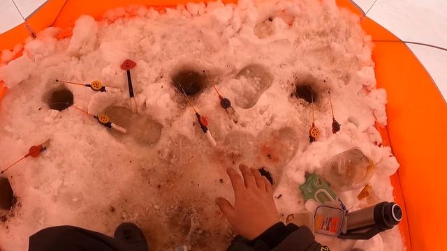 Ловлю сига на донки , просто и эффективно. смотреть онлайн