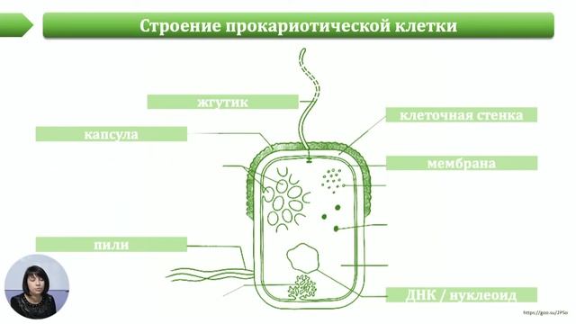 Биология, 10-й класс, Строение клеток прокариот смотреть онлайн