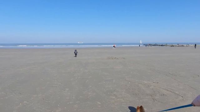 LES AVENTURES D'UN SPITZ A LA MER.ПРИКЛЮЧЕНИЯ ШПИЦА НА МОРЕ. смотреть онлайн