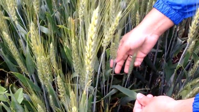 Фунгицид Аканто® Плюс против пиренофороза и ржавчины смотреть онлайн