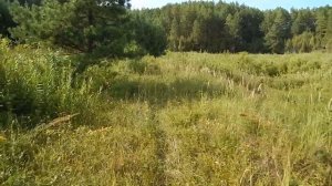 Рыбалка на забытой запруде и сбор ежевики