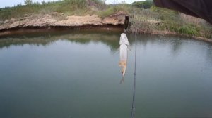 С Crazy Fish Arion ASR 742 ULS за головлём.