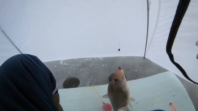 ЗАКРЫТИЕ ЗИМНЕГО СЕЗОНА 2018\ЗИМНЯЯ РЫБАЛКА НА ВИЛЕЙКЕ С НОЧЕВКОЙ смотреть онлайн