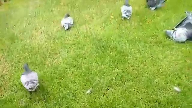 pigeon giants Homer bredeer Hongrois mister Takacs Sandor смотреть онлайн
