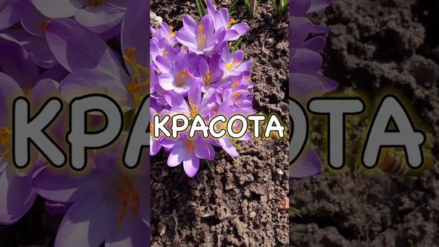 СУПЕР Красивые цветы! ВЕСНА на Моей Даче. смотреть онлайн