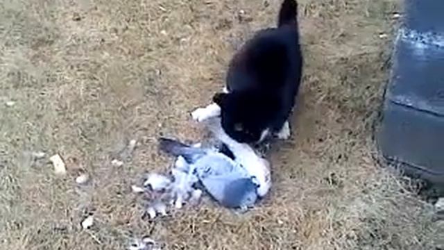 Обед улетел! смотреть онлайн