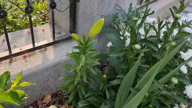 БАБУШКА МАРИНОВАЛА ЛЕСНОЙ ЧЕСНОК Азербайджанская Кухня Деревенская Кухня Рецепты смотреть онлайн