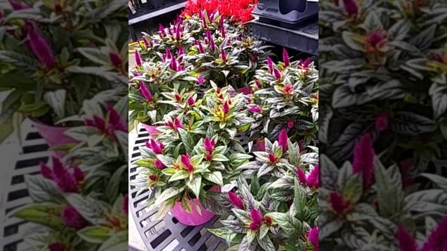 Purple Flamingo Celosia