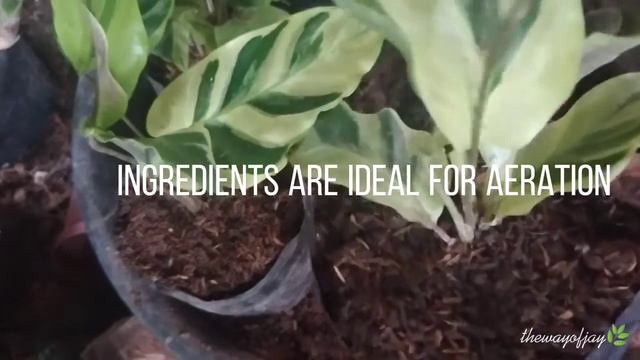 Easily Propagate Yellow Fusion Calathea смотреть онлайн