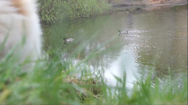 Что видят собаки во сне? смотреть онлайн