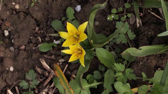 Tulipa urumiensis / tarda - Stern-Tulpe, Tarda Tulip смотреть онлайн