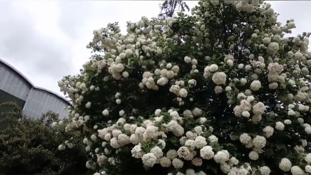 BOULE DE NEIGE Superbe Floraison Blanche De Printemps.VIBURNUM OPULUS ROSEUM