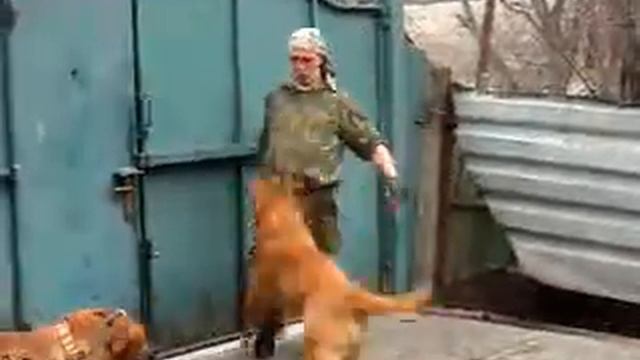 Питомник бордоских догов «Perle de France» http://perl.petsinform.com/ смотреть онлайн