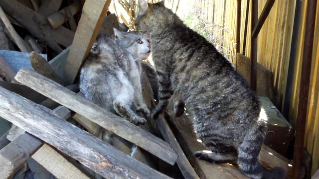 Молниеносная реакция котов в драке смотреть онлайн