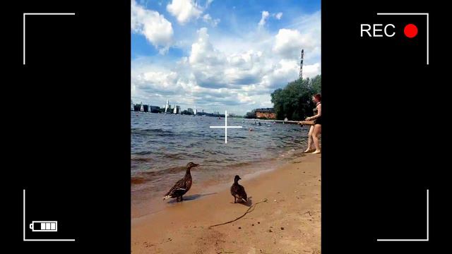 Пернатые попрошайки смотреть онлайн