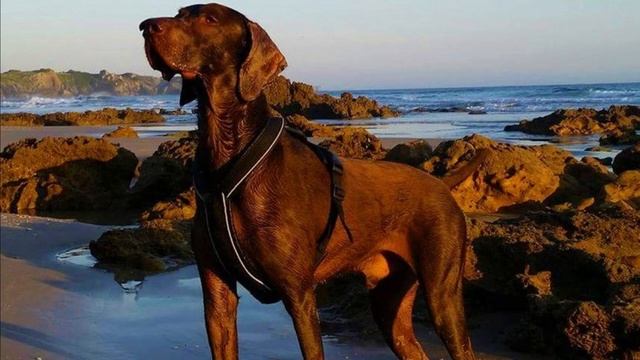 All Norwegian Dog Breeds List смотреть онлайн