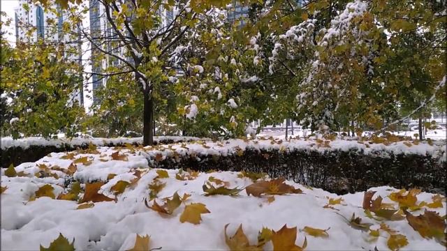 Листопад и снегопад в Грозном. Парк у мечети Сердце Чечни | ноябрь 2019 смотреть онлайн