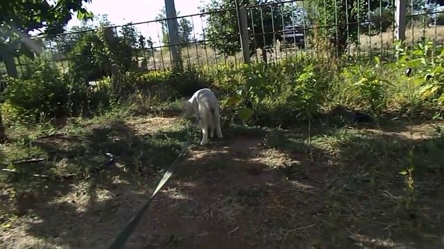 Как приучить щенка к туалету на улице. смотреть онлайн