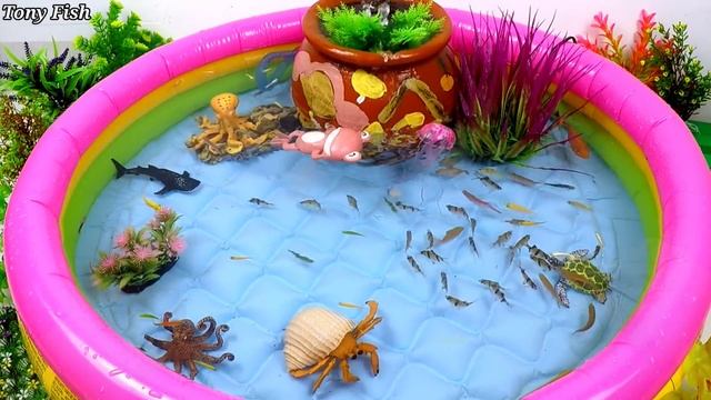 Colorful Aquarium For Cute Animals, Cute Frog, Goldfish, Guppie, Turtle, Lionfish, Jellyfish,Octopu смотреть онлайн