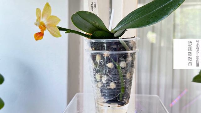 蝴蝶兰丘比特【蝴蝶兰档案22】Phalaenopsis Yaphon Cupid 【静姐蝴蝶兰】 смотреть онлайн