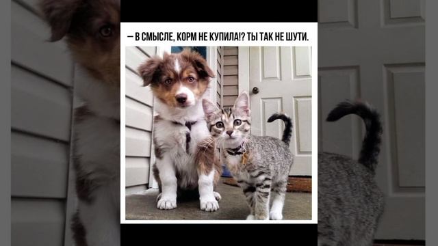 Насмотрелся мультиков и хочется в Простоквашино на природу ! #мем Смешные картинки с озвучкой ? смотреть онлайн