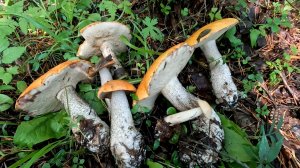 За грибами в лес. ТИХАЯ ОХОТА 2023.