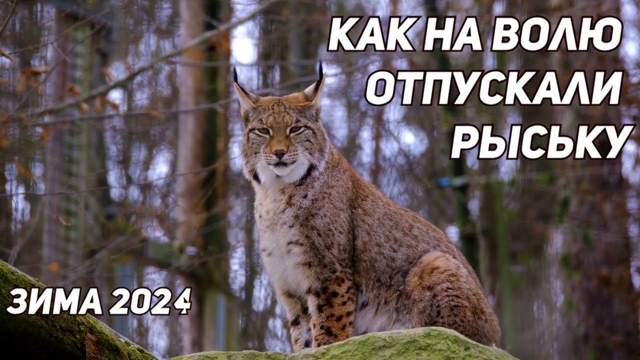 ✔️ КАК СПАСАЛИ РЫСЬ ИЗ ПЛЕНА ГОРОДА, ЗИМА 2024Г. смотреть онлайн
