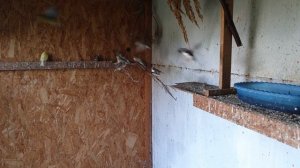 Разведение канареек в вольере. Мои попытки.