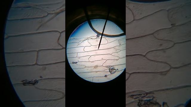 Comparing Plant and Animal Cells смотреть онлайн