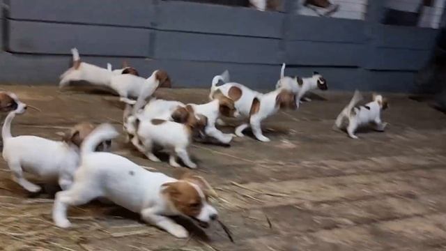 Щенки Джек Рассел терьера помет V