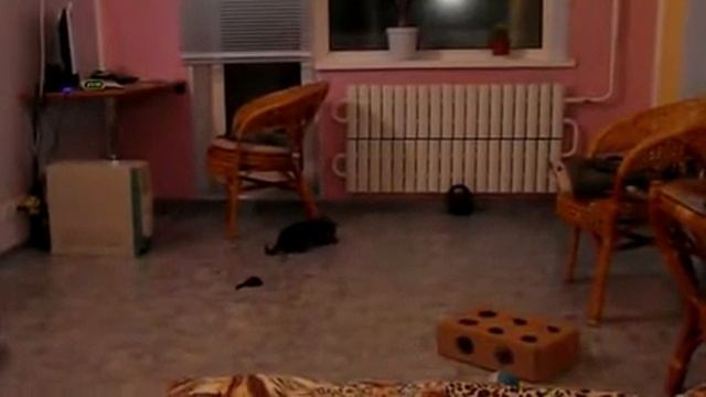 Кошка породы Бурма . смотреть онлайн