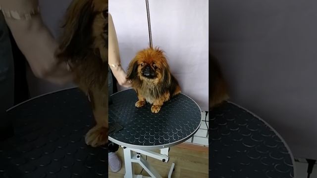Стрижка пекинеса смотреть онлайн
