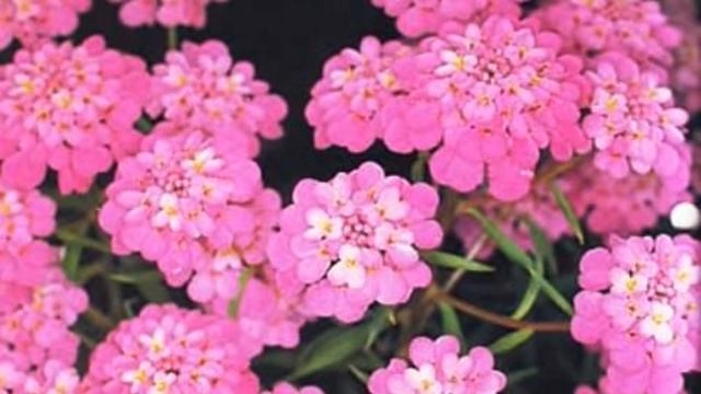Украшение сада - яркое облако нежных цветов ибериса смотреть онлайн