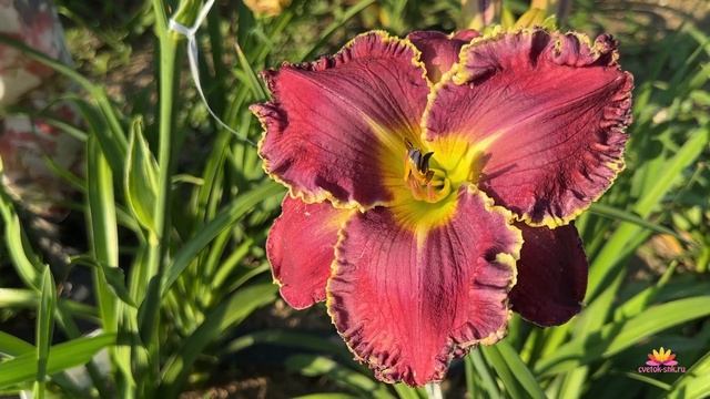 Сеянцы лилейников Ворошиловой. Часть 5 / Сад Ворошиловой смотреть онлайн