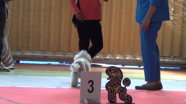 37. 3,07,2022, г.Касли. Моно пуделей. RUT EXCELLENS IRBIS смотреть онлайн