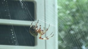 Как пауки плетут паутину/как пауки делают паутину.