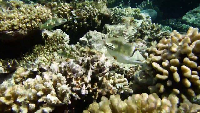 Picasso-triggerfish, balistidae..Пикассо..DSCF8033 смотреть онлайн