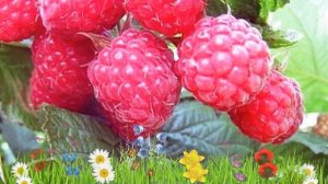 Малина ремонтантная Пингвин ? Обзор: посадка и уход. саженцы малины Пингвин: описание и особенности