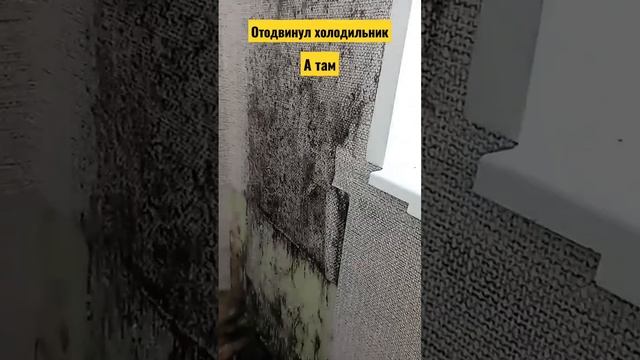 ОТОДВИНУЛ ХОЛОДИЛЬНИК, А ТАМ УЖАС.ПЛЕСЕНЬ,ПАНЕЛЬНЫЙ ДОМ. смотреть онлайн