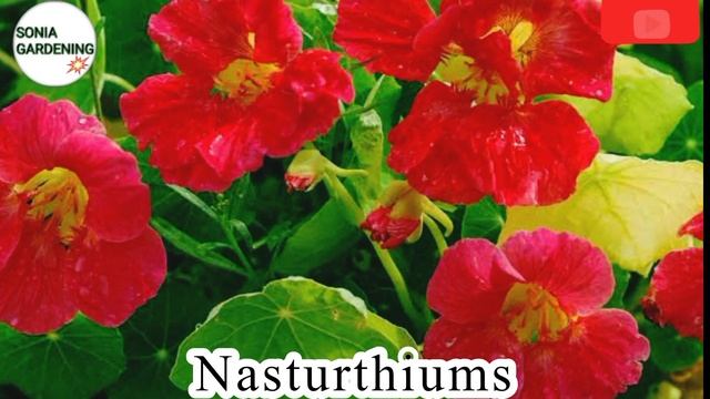 best winter flowering plants |winter flower plant |gardening смотреть онлайн