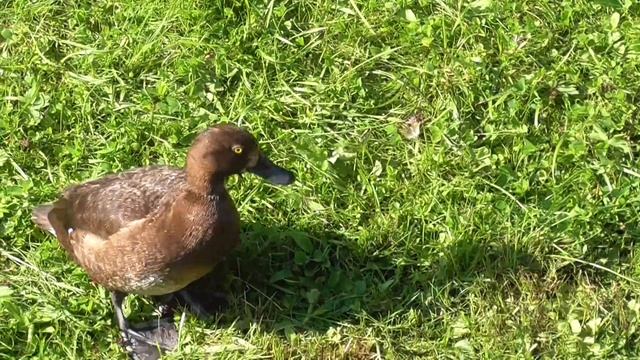 Рекорд! Многодетная хохлатая чернеть в Царском Селе! Тufted duck. смотреть онлайн
